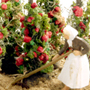 HO STAKED TOMATO PLANTS (8)
